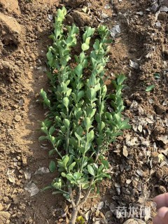 高度50厘米大叶黄杨