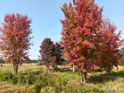 高度900厘米丛生美国红枫