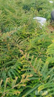 高度30厘米余甘子