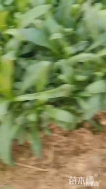 高度20厘米吊钟柳