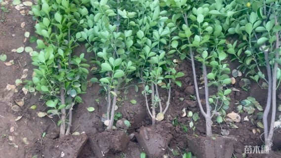 高度170厘米北海道黄杨