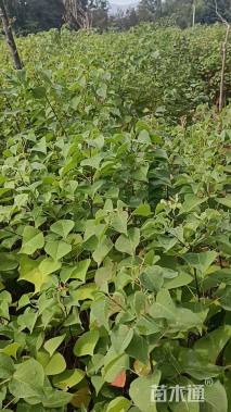 高度120厘米乌桕小苗