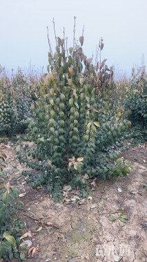 高度200厘米丛生大叶女贞