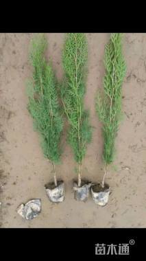 高度100厘米侧柏