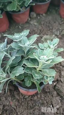 高度18厘米亚菊