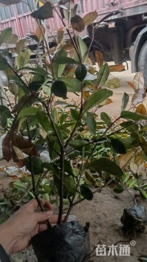 高度60厘米丛生红叶石楠