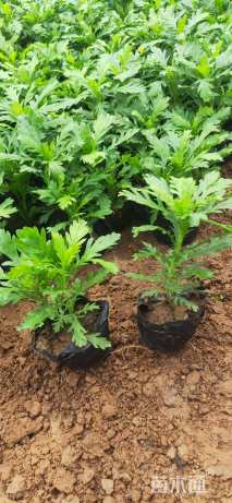 高度15厘米木春菊