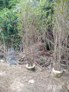 高度300厘米丛生花石榴