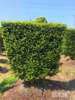 高度150厘米小叶女贞