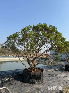 高度200厘米海桐