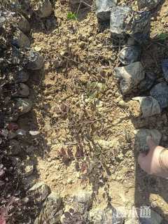 高度25厘米红花继木