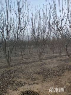 高度500厘米丛生山杏