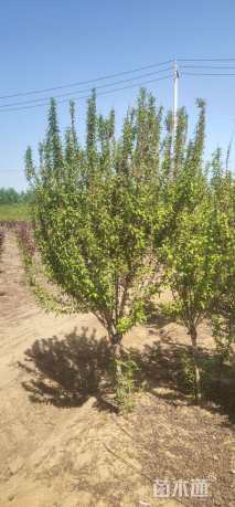 高度250厘米珍珠梅