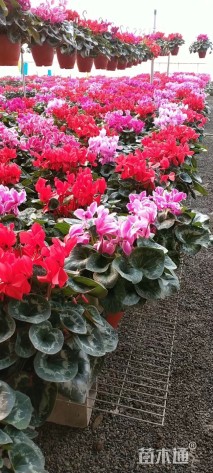 高度30厘米仙客来