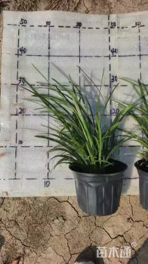 高度30厘米兰花