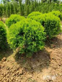 冠幅100厘米洒金柏球