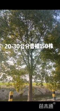 20公分香樟