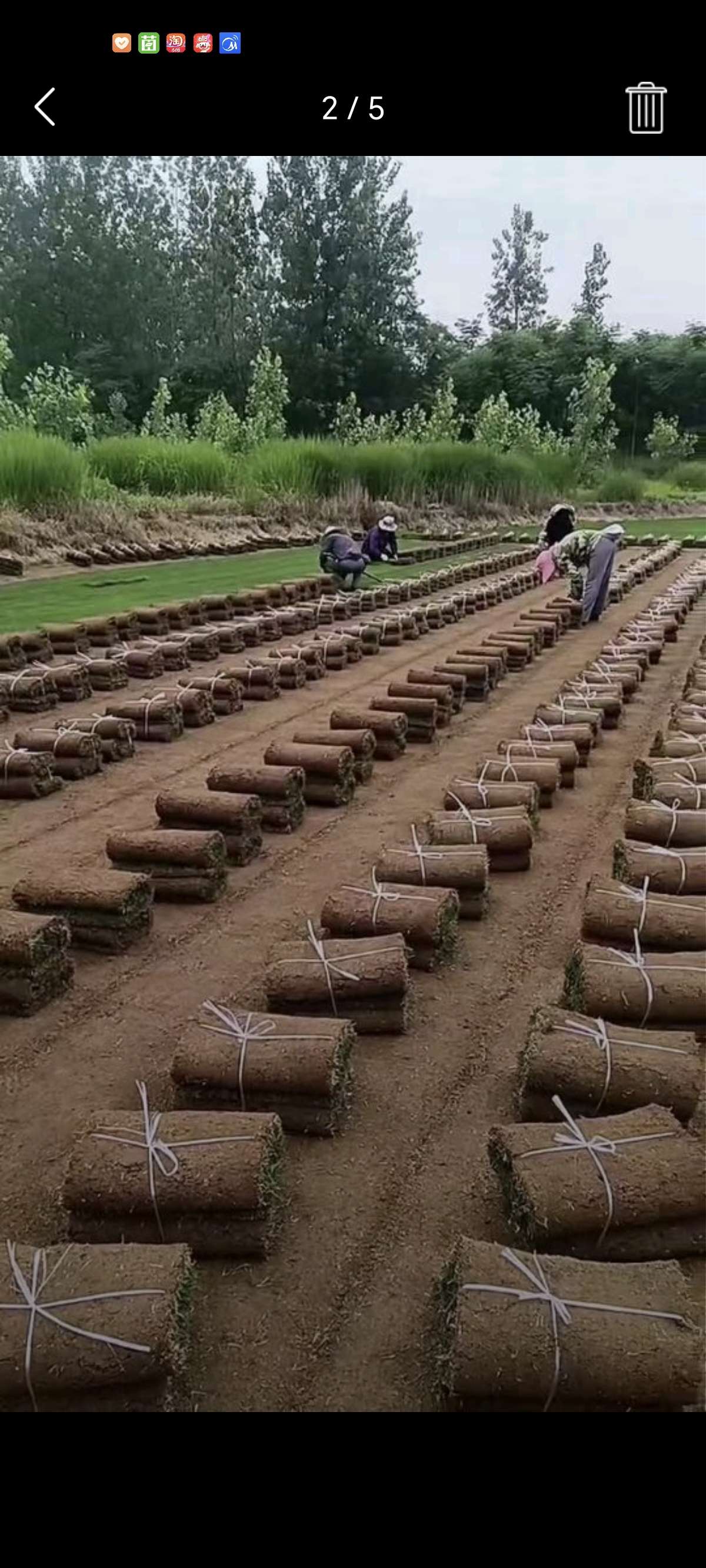 草块状马尼拉草