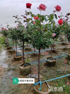 高度120厘米月季