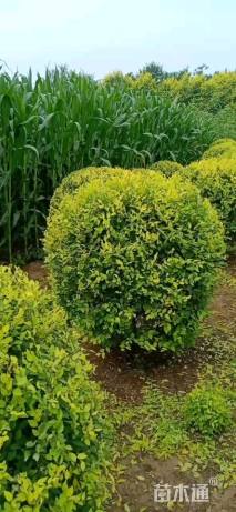 冠幅120厘米金叶榆球