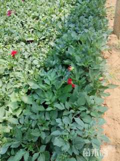 高度30厘米大丽花