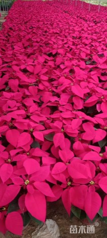 高度50厘米一品红