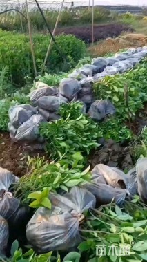 高度40厘米欧洲荚蒾