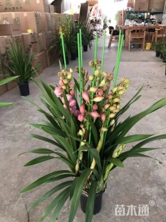 高度60厘米大花蕙兰