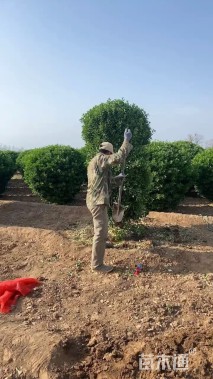 冠幅250厘米大叶黄杨球