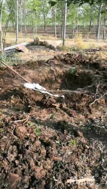 1公分美国红枫-红冠