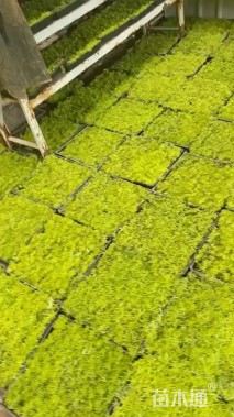 高度5厘米佛甲草