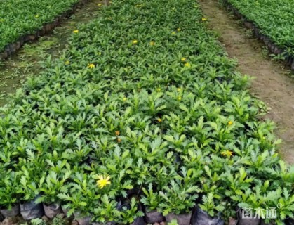 高度10厘米冷水花