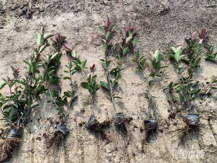 0.4公分红叶石楠