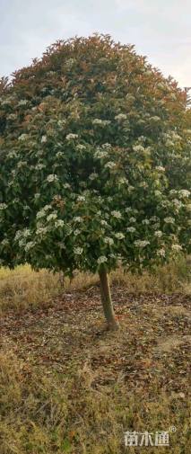 11公分红叶石楠