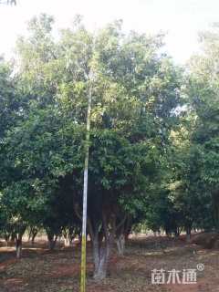 高度350厘米丛生桂花