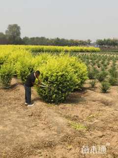 高度100厘米水蜡球