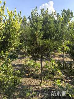 高度180厘米小叶黄杨