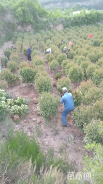 冠幅120厘米大叶黄杨球