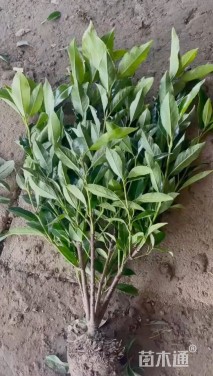 高度80厘米法国冬青