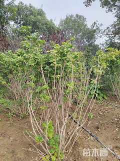 高度150厘米天目琼花