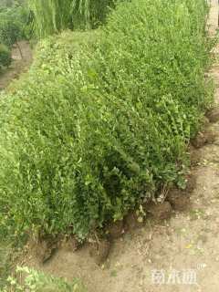 冠幅30厘米卫矛球