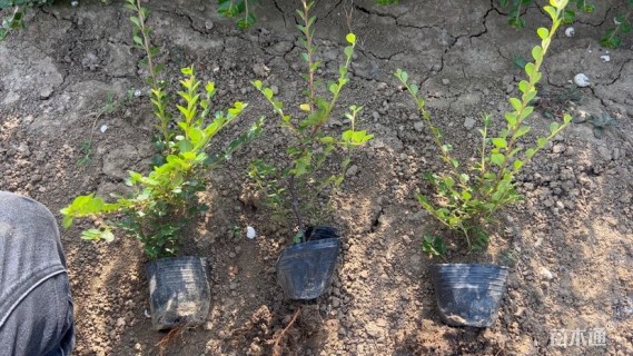 高度20厘米平枝栒子