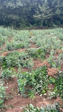 高度30厘米大叶女贞小苗