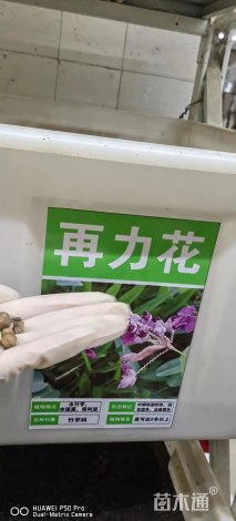再力花种子