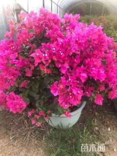 高度95厘米三角梅