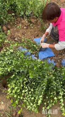 高度80厘米卫矛