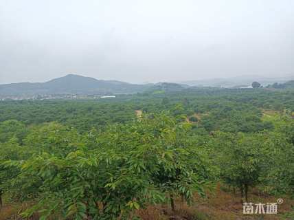 15公分樱花