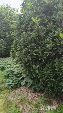 冠幅300厘米桂花球