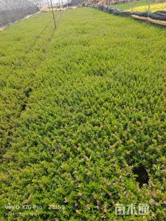 高度30厘米满天星