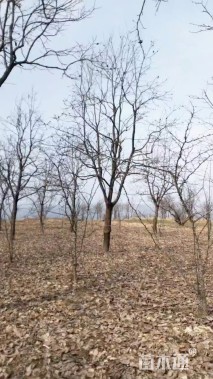 25公分龙爪柿子树